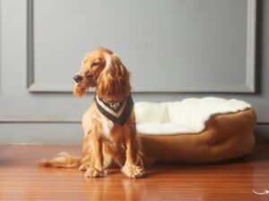 Discover the Benefits of a Healthy Pet Wellness Center