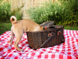 Discovering the Best Diamond Pet Food Brands