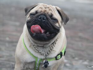 Animal Rescue League Iowa: A Beacon of Hope for Animals in Need