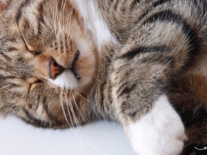 Chalmette Pet Wellness: A Comprehensive Guide
