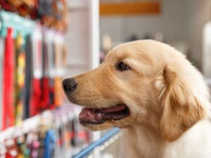 Pet Sitter Business Cards: A Complete Guide to Making Your Pet Sitting Service Stand Out