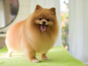 Emergency Animal Hospital: Everything You Need to Know When Your Pet Needs Urgent Care