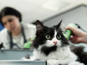 Paradise Pet Grooming: Transforming Your Pet’s Look