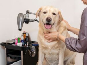 The Ultimate Guide to Pet Grooming: Caring for Your Furry Friend