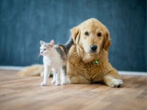 Your Ultimate Guide to Animal Emergency Hospitals: What You Need to Know