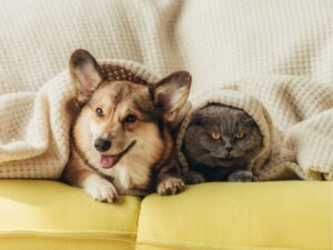Animal Shelters: A Haven for Homeless Pets