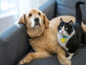 Animal Medical Clinic: A Comprehensive Guide to Pet Healthcare