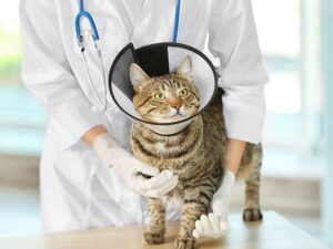 Companion Animal Hospital: Your Trusted Pet Care Partner
