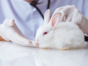 Montgomery County Animal Shelter: A Lifesaving Resource for Our Furry Friends