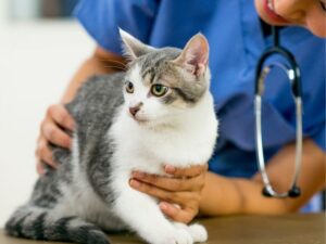 Animal Clinic: Your Guide to Exceptional Pet Care