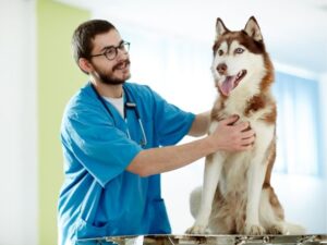 Animal Clinics: Your Complete Guide to Pet Health and Care