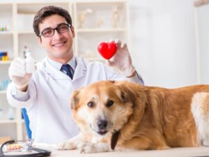 Animal Urgent Care Rochester NY: Immediate Help for Your Pet in Critical Situations