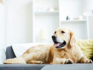 Senior Dog Nutrition Tips – Complete Guide for Pet Owners