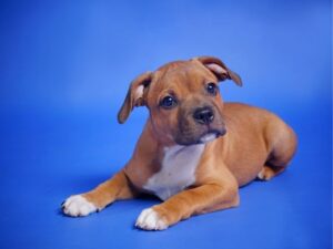 Dog Itchy Ears Shaking Head: Understanding the Causes and Solutions