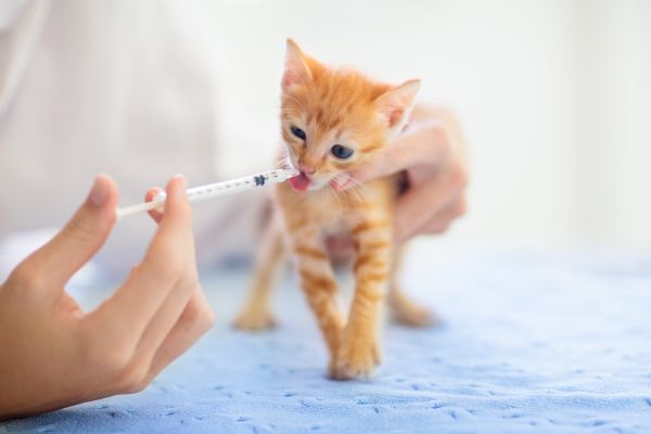 Kitten care