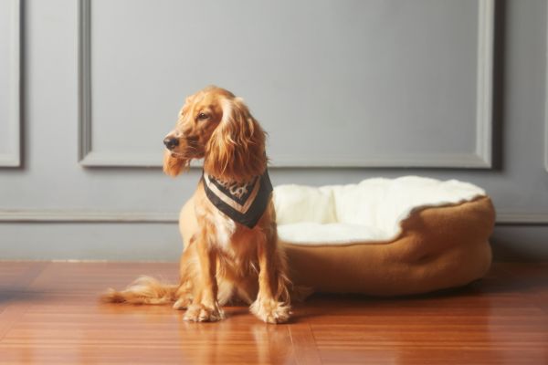common dog diseases