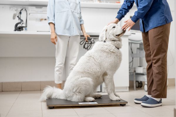 pet weight management