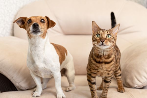Budget-friendly pet food ideas