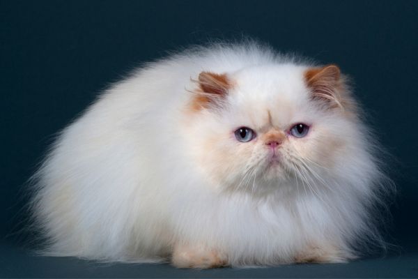 unique cat breeds