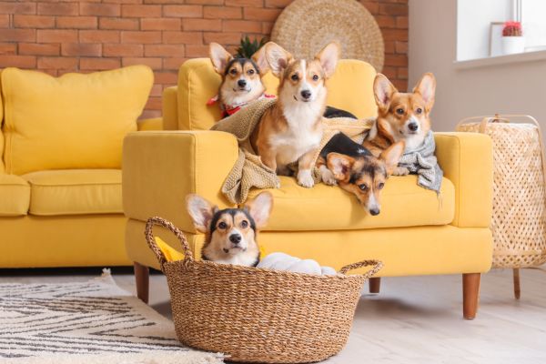 lap dog breeds