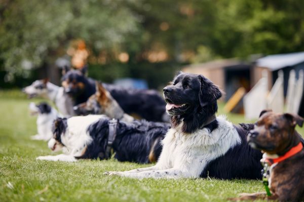 how to calm an anxious dog