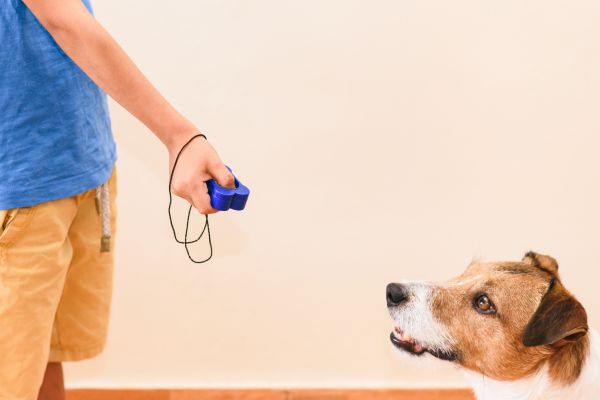 positive reinforcement training