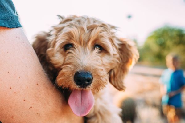 Pet-friendly camping tips