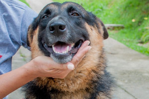 benefits of fostering pets