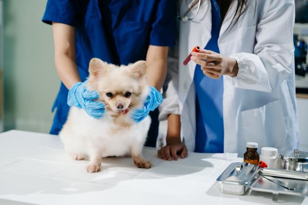vaccination schedule for pets