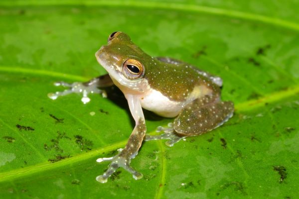 amphibian habitat requirements