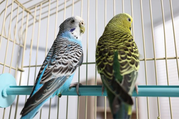 exotic pet handling safety tips