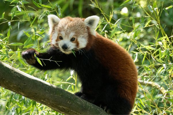 Wild animal facts