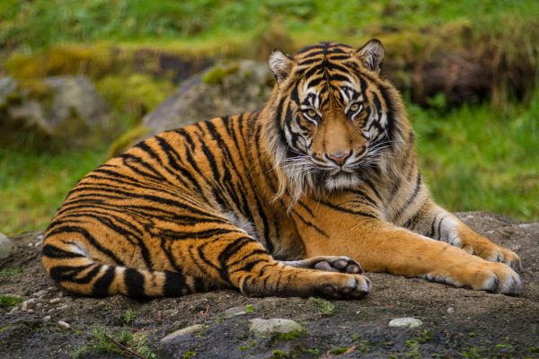 Wildlife documentaries