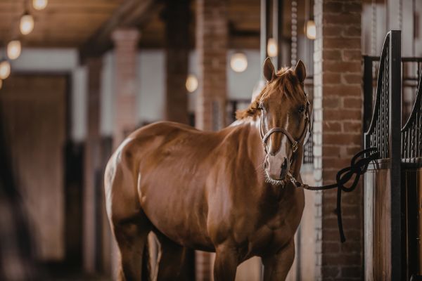 horse stable management tips