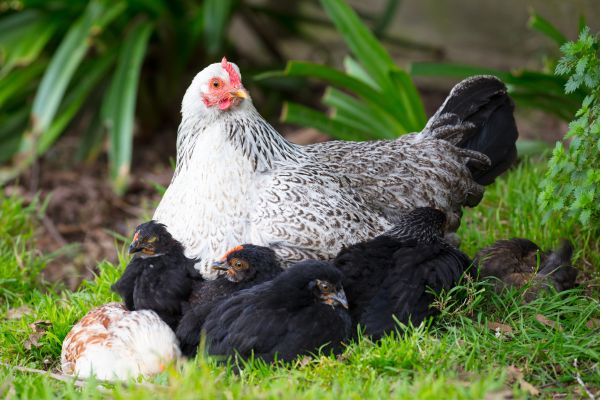 chicken brooding techniques