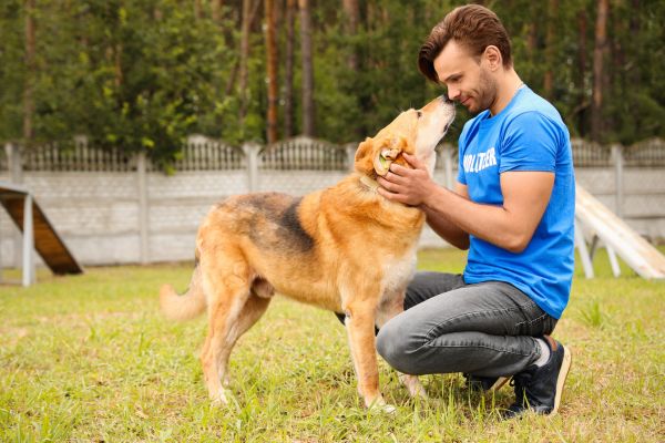 volunteer skills needed at animal shelters