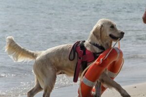 Inspiring Animal Rescue Stories From Around the World
