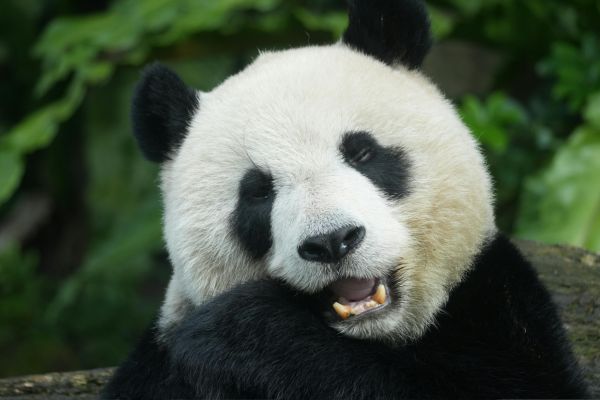 Endangered species protection