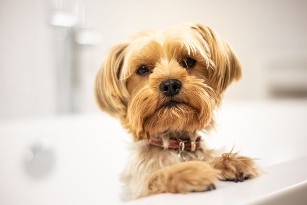 at home dog grooming tips