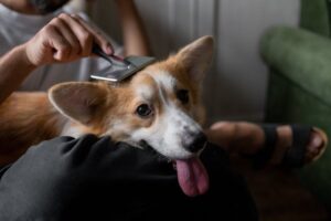 Brushing Routine for Double-Coated Dogs to Stop Matting and Shedding