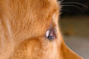 Common Food Allergies in Dogs: Symptoms, Triggers and Diet Fixes