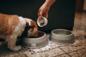 How Much Should I Feed My Dog?