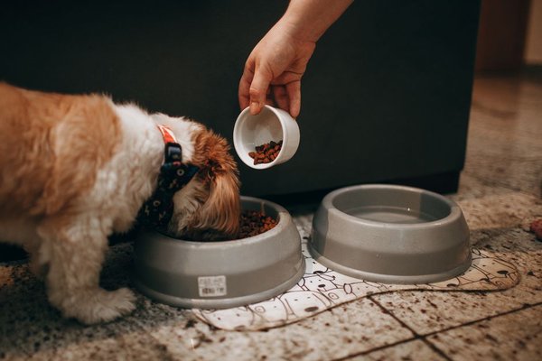 how much should i feed my dog