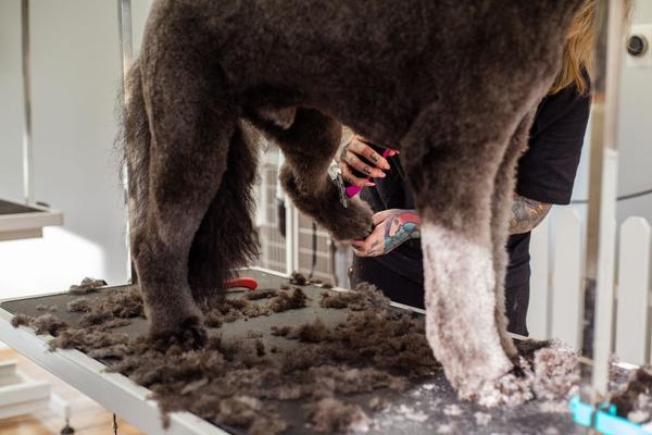 how often should you groom a dog