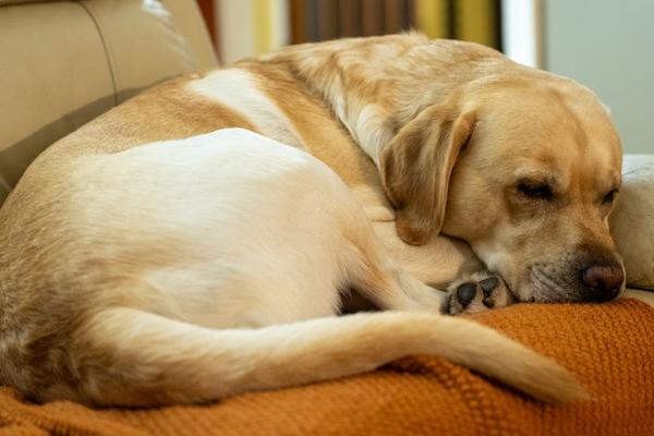 pet insurance for dogs uk guide
