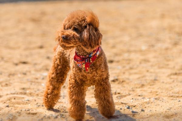 teddy bear cut dog grooming trend