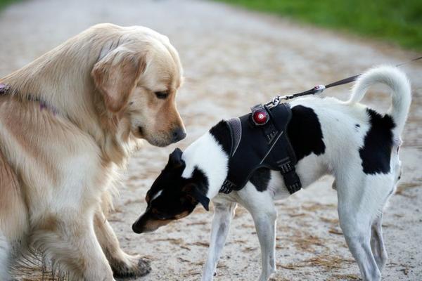 why does my dog bark at other dogs