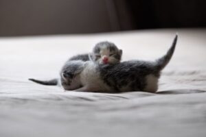 Kitten’s First Week at Home: A Calm Start Guide
