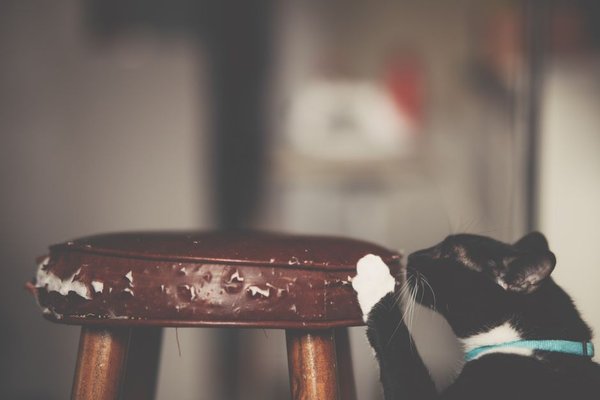 why cats scratch